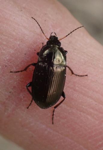 Amara sp.